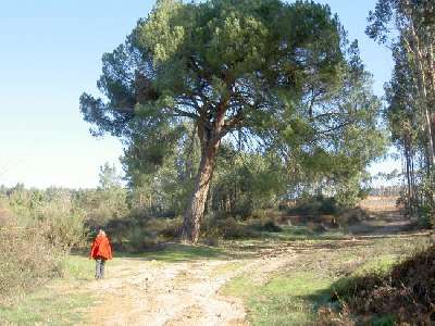 Portugal - Coimbra - Tbua