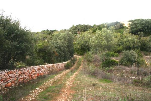 Portugal ~ Algarve (Midden) - Faro ~ So Brs de Alportel - Grond