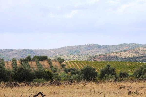 Portugal ~ Alentejo ~ Beja ~ Vidigueira - Grond