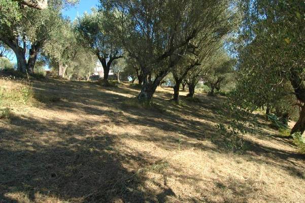 Itali - Campani - Torre Orsaia
