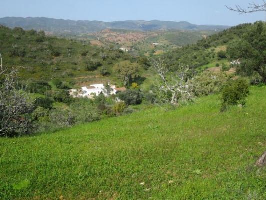 Portugal ~ Algarve (Midden) - Faro ~ So Brs de Alportel - Bouwgrond