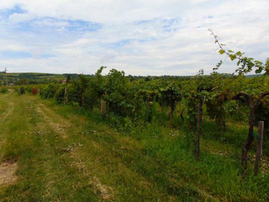 Hongarije ~ Pannonia (West) ~ Baranya (P�cs) - Wijn-object