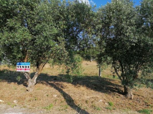 Portugal ~ Zilverkust (Prata) ~ Leiria ~ Leiria - Grond