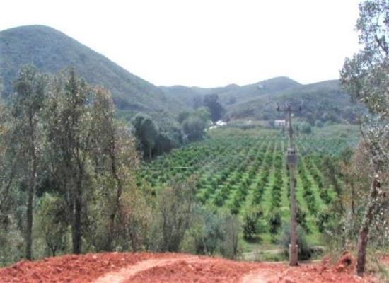 Bouwgrond te koop in Portugal - Algarve - Faro - Silves -  107.000