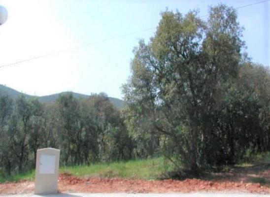 Portugal - Algarve - Faro - Silves