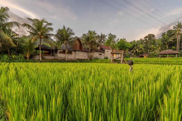 Indonesi�&nbsp;-&nbsp;Bali&nbsp;-&nbsp;Manggis