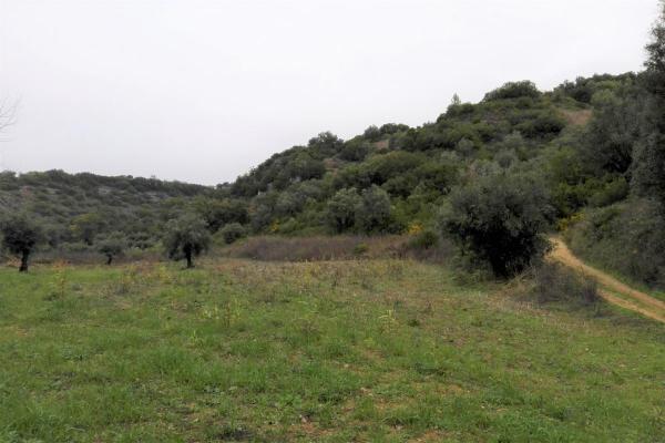 Portugal ~ Santarm ~ Alcanena - Bouwgrond