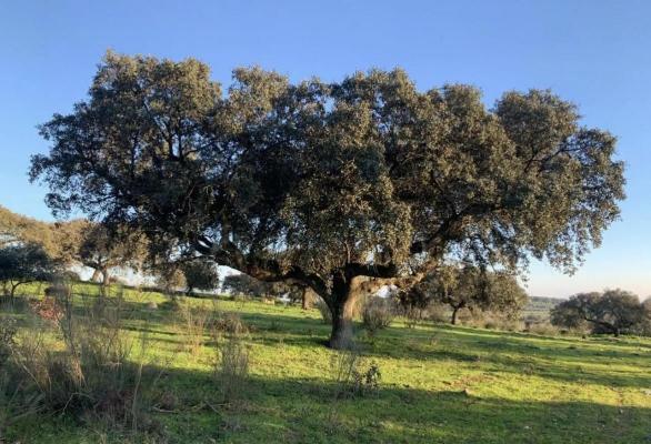 Portugal ~ Portalegre ~ Elvas - Bouwgrond