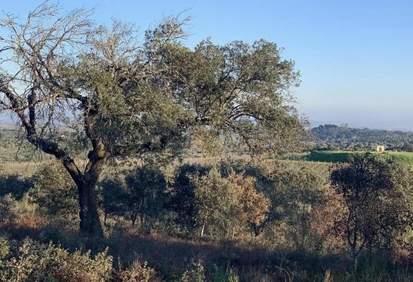 Portugal - Portalegre - Elvas - Barbacena