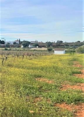 Portugal - vora - Estremoz - Estremoz (Santa Maria)