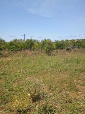 Land for sale in Greece - Crete (Kreta) - Pigianos Kampos, Rethymno -  75.000