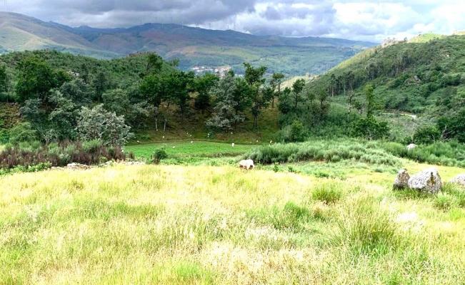 Renovatie-object te koop in Portugal - Viseu - Vouzela - Alcofra -  99.000
