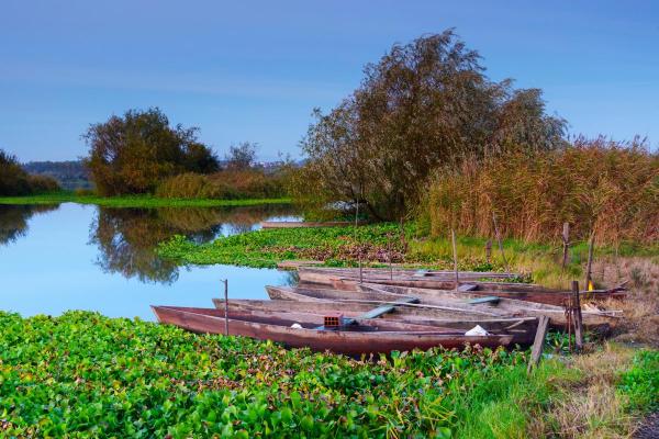 Portugal - Aveiro - Ovar - Vlega