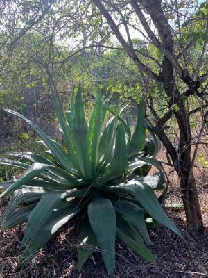 Antillen - Curaao - Hoffi Abou