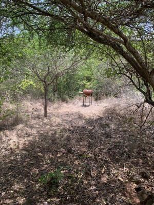 Antillen - Curaao - Hoffi Abou