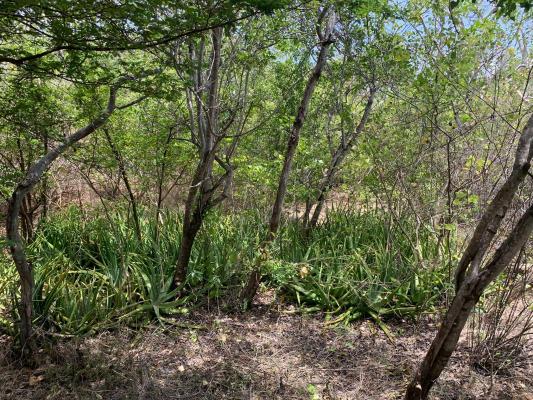 Antillen - Curaao - Hoffi Abou