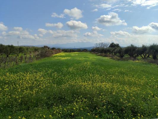 Griekenland ~ Kreta - Bouwgrond