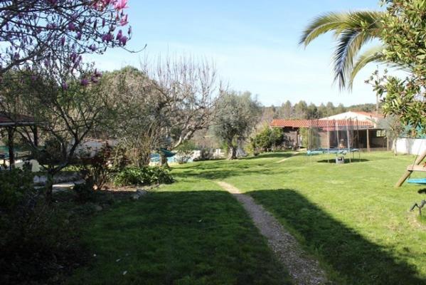 Portugal - Coimbra - Tbua - Pinheiro de Coja