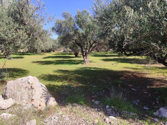 Bouwgrond te koop in Griekenland - Kreta - VATHY -  100.000