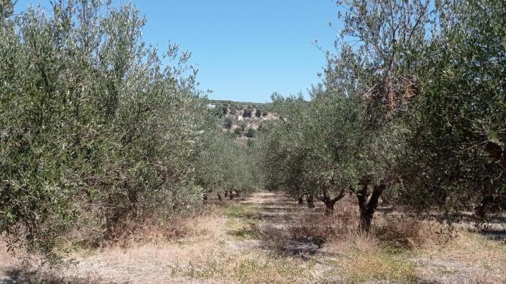 Griekenland ~ Kreta - Grond