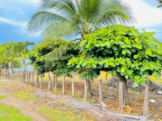 Costa Rica - Grond