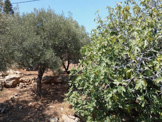 Griekenland ~ Kreta - Grond