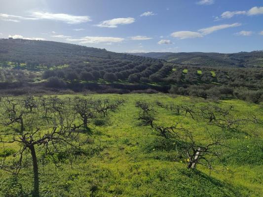 Griekenland ~ Kreta - Bouwgrond