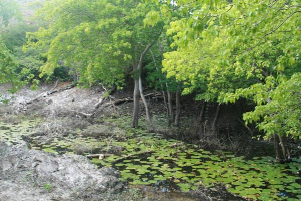 Antillen - Curaao - Hoffi Abou