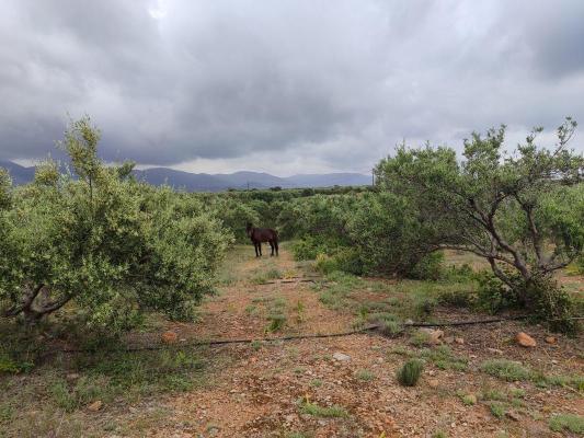 Griekenland ~ Kreta - Bouwgrond