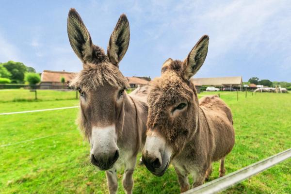 Belgi�&nbsp;-&nbsp;Vlaanderen&nbsp;-&nbsp;Antwerpen&nbsp;-&nbsp;Meerle