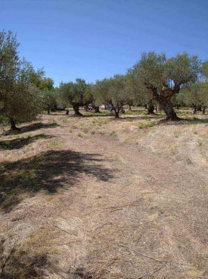 Griekenland - Peloponnese - Fill in: place name