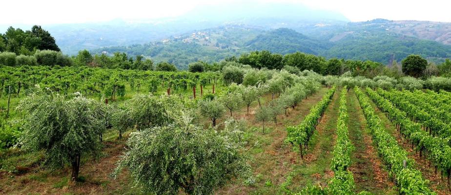 Itali� ~ Campani� - Landhuis