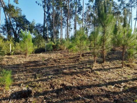 Portugal ~ Centro ~ Leiria ~ Leiria - Bouwgrond