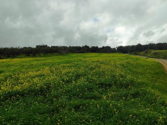 Griekenland ~ Kreta - Bouwgrond