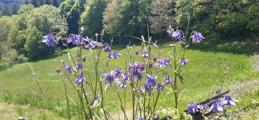 Frankrijk ~ Midi-Pyr�n�es ~ 81 - Tarn - Camping