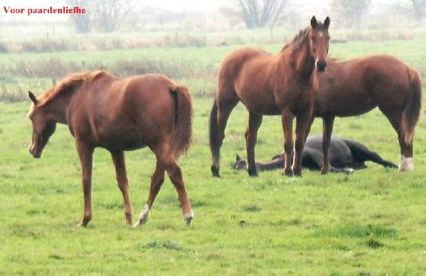 Duitsland - Nedersachsen - Ost-Friesland - Ammerland