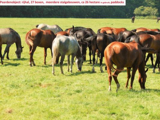 Duitsland ~ Nedersachsen ~ Lneburg - Paarden-object