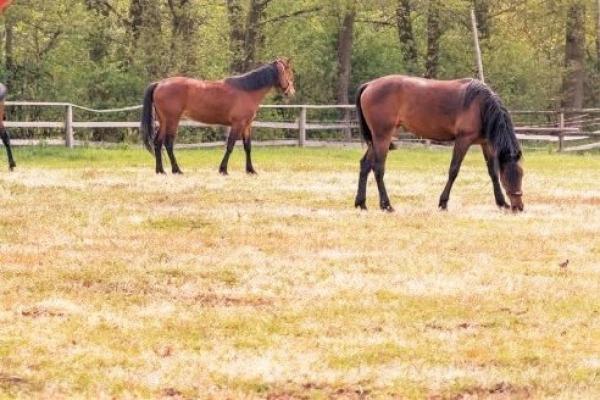 Duitsland&nbsp;-&nbsp;Nedersachsen&nbsp;-&nbsp;L�neburg&nbsp;-&nbsp;Scharnebeck