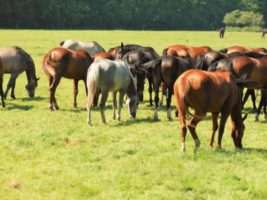 Duitsland&nbsp;-&nbsp;Nedersachsen&nbsp;-&nbsp;L�neburg&nbsp;-&nbsp;Scharnebeck