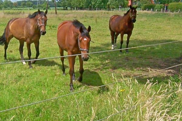 Duitsland ~ Nedersachsen ~ Ost-Friesland - Woonhuis