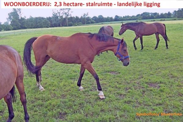 (Woon)boerderij te koop in Duitsland - Nedersachsen - Ost-Friesland - Westoverledingen - € 349.000