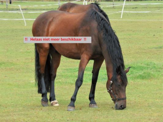 Duitsland - Nedersachsen - Ost-Friesland - Landkreis Leer