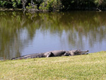 Landenvergelijk: Florida - Portugal / Florida - krokodil